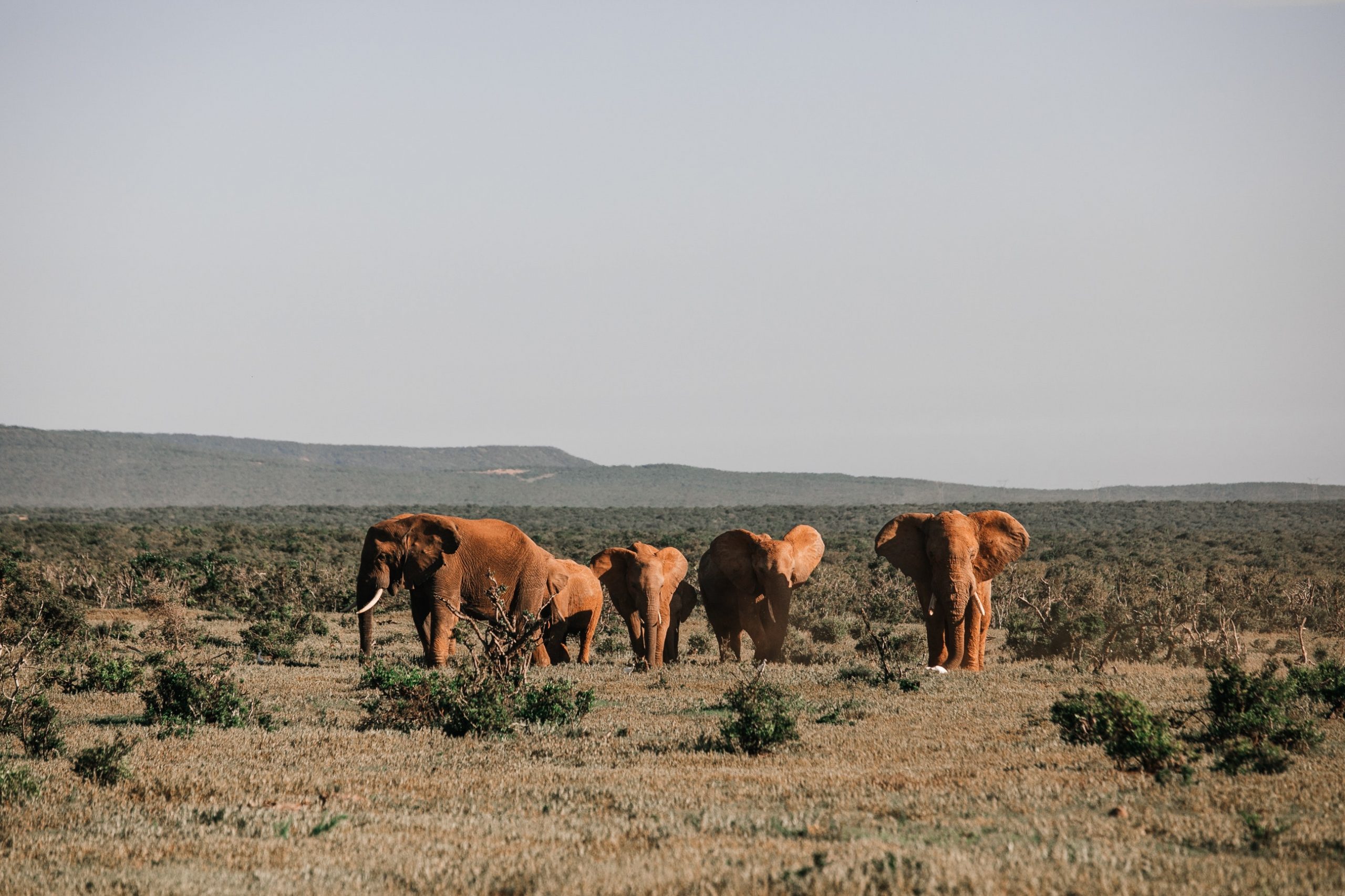 What You Need To Know About The African Safari Game Drive Experience?